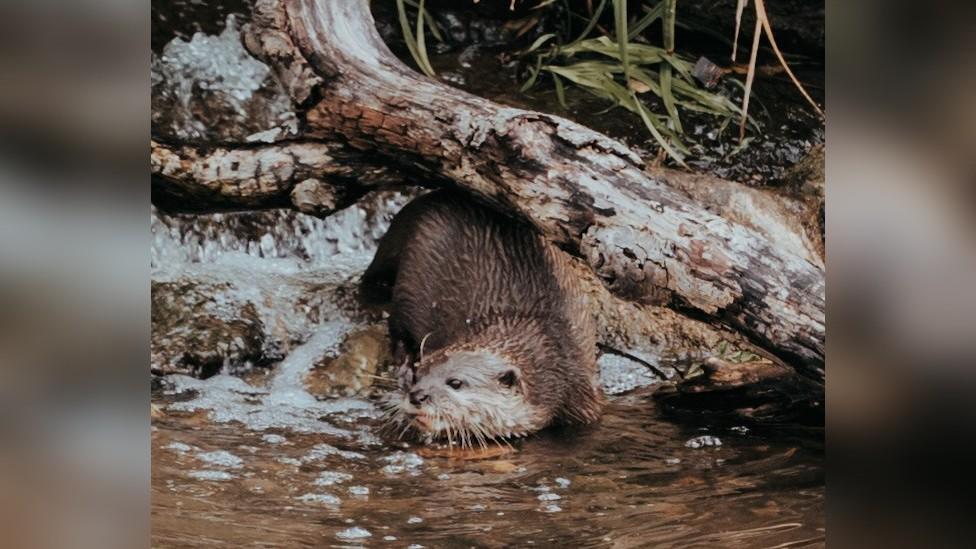 Otters Sam and Tilly