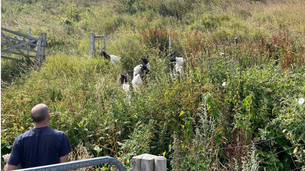 Goats on Cromer cliffs