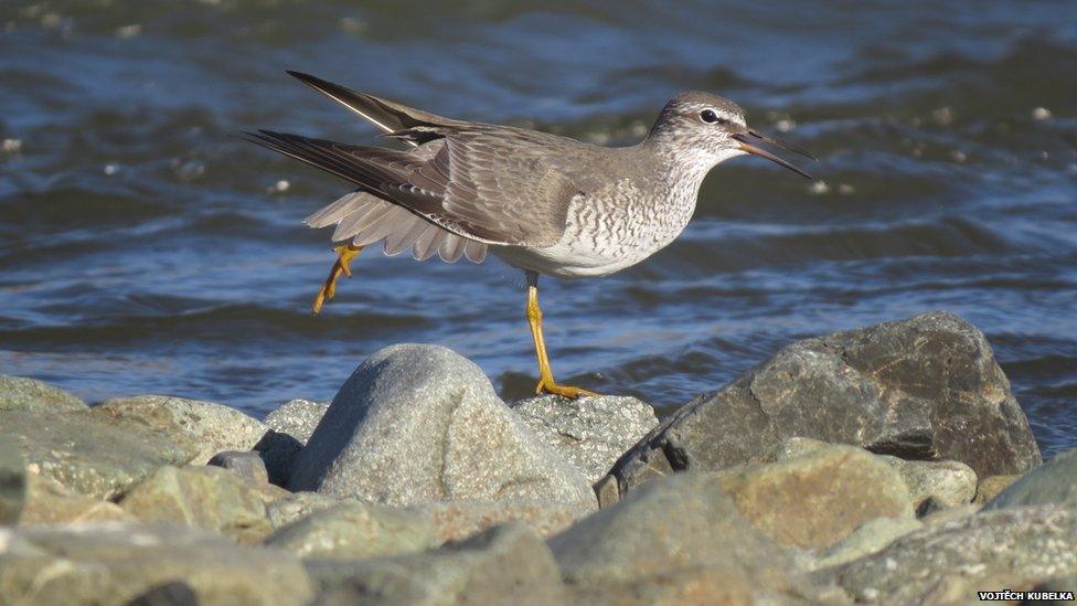 Grey-tailed tattler in the Arctic stretching before migration