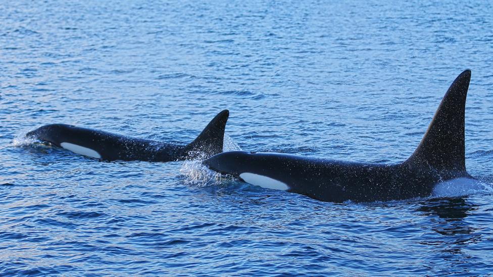 Orcas