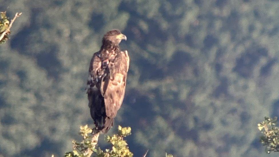 White-tailed eagle