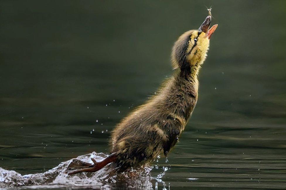 Duckling