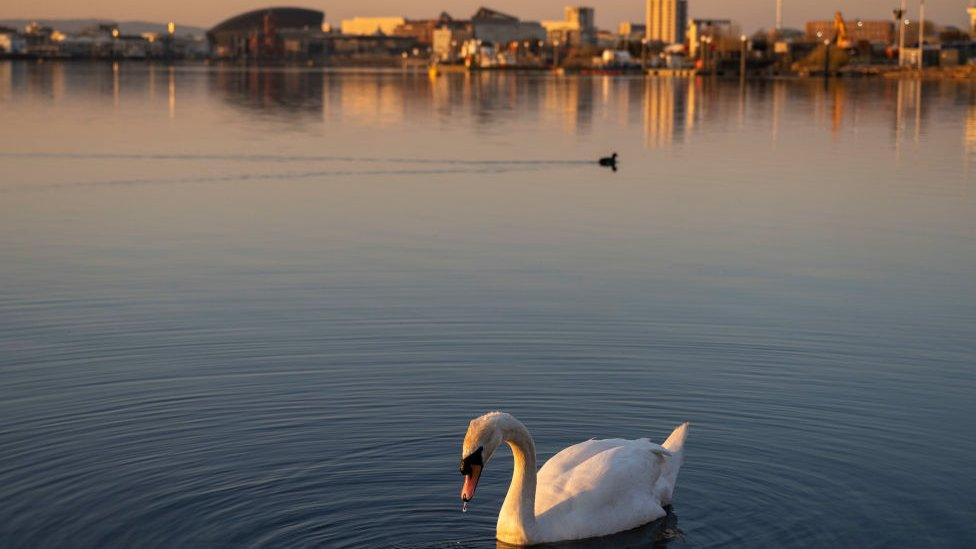 Swan on Cardiff Bay waters