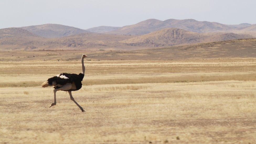 An ostrich running across the desert