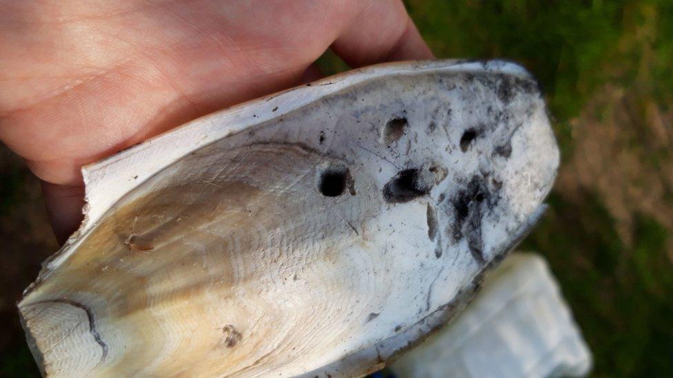 cuttlefish remains with talon marks