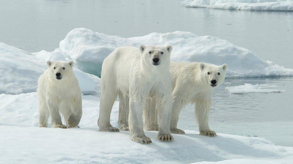 An adult female polar bear with her two cubs in Manitoba, Canada. File photo