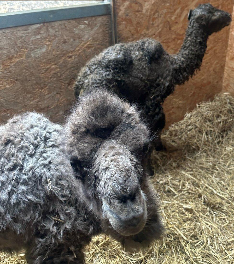 Baby camels