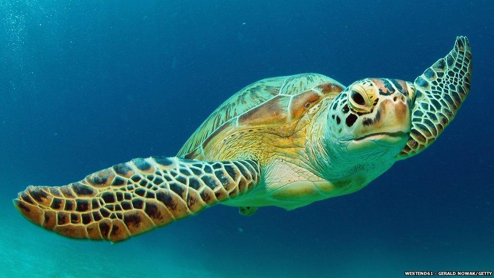 Green turtle swimming in the sea