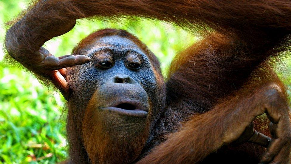 orangutan.