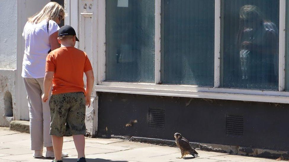 People and a peregrine on a pavement