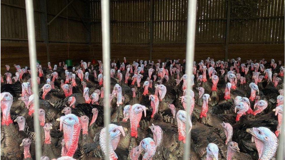 A photo of turkeys