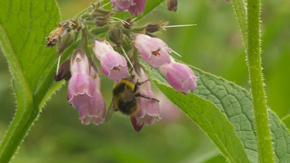 Bee on a plant in the tiny forest