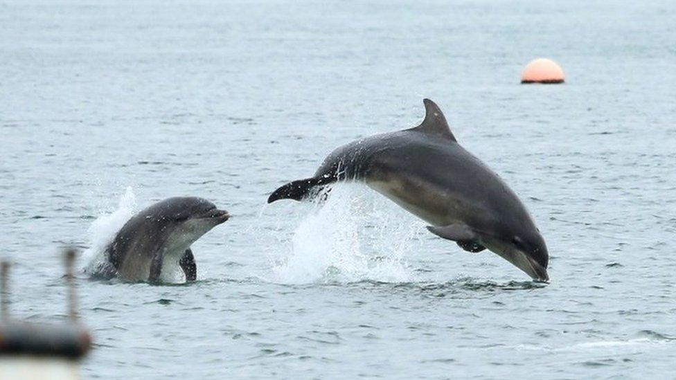 Dolphins Strangford