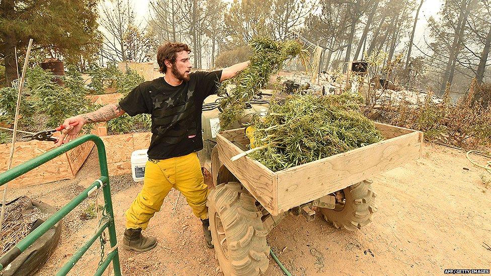 A marijuana crop in California