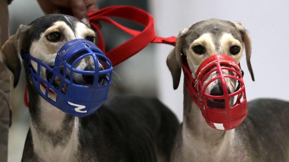 File image of muzzled dogs