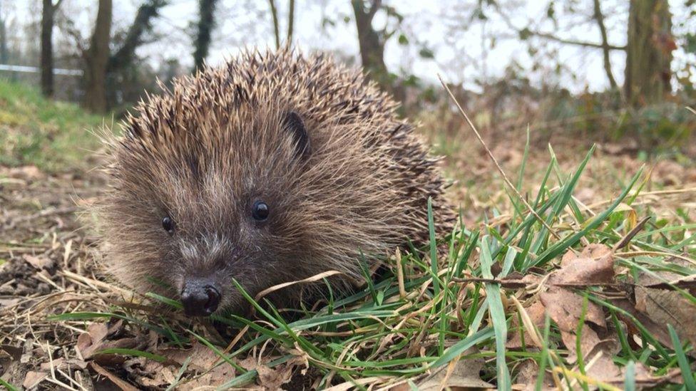 Hedgehog