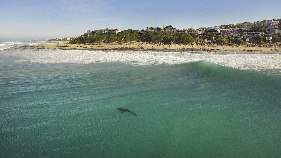 Aerial view of the shark