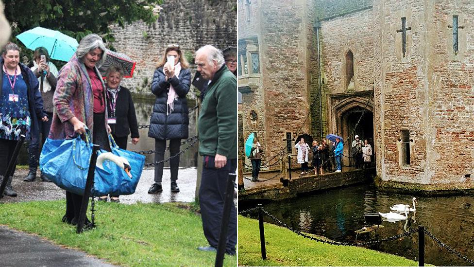 New bell-ringing swans at The Bishop's Palace