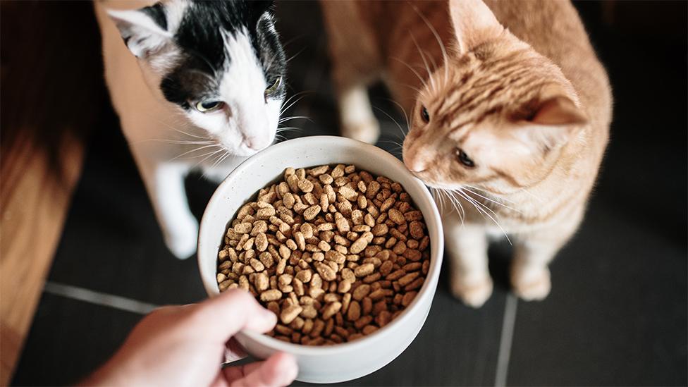 Two cats looking at a bowl of cat food