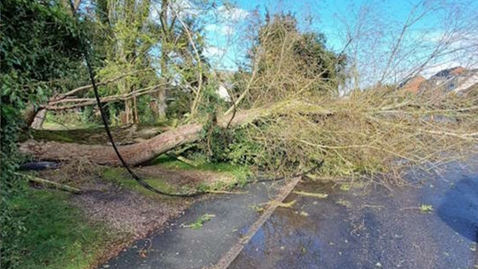 oak tree across road