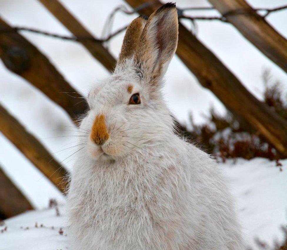 Mountain hare