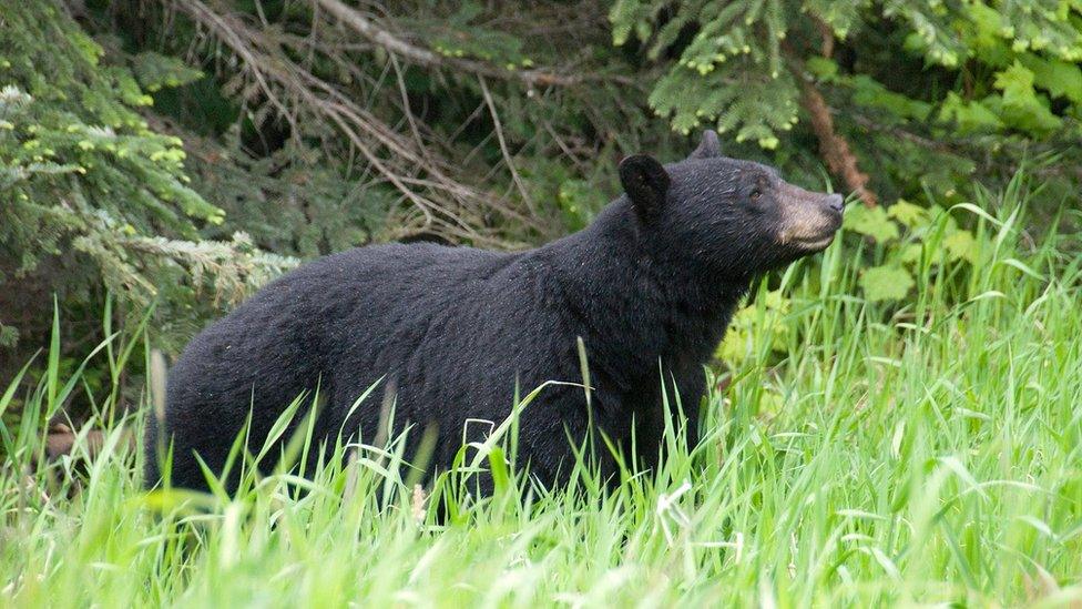 black bear