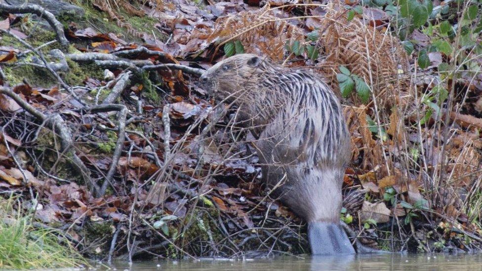 Beaver at Ewhurst