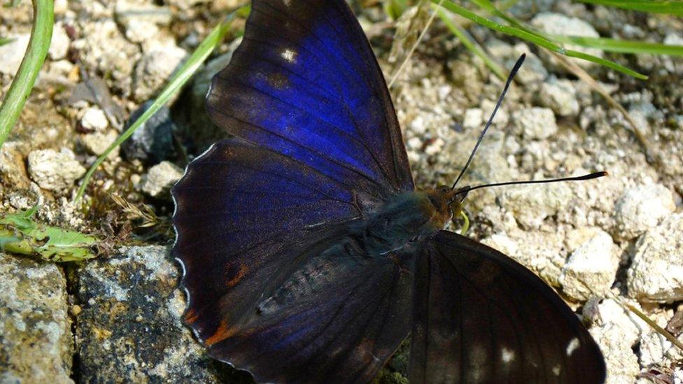 Purple emperor butterfly