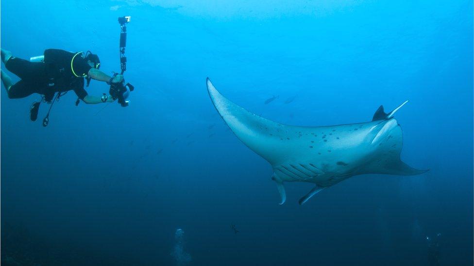 Giant manta rays can be identified by their spots and blotches