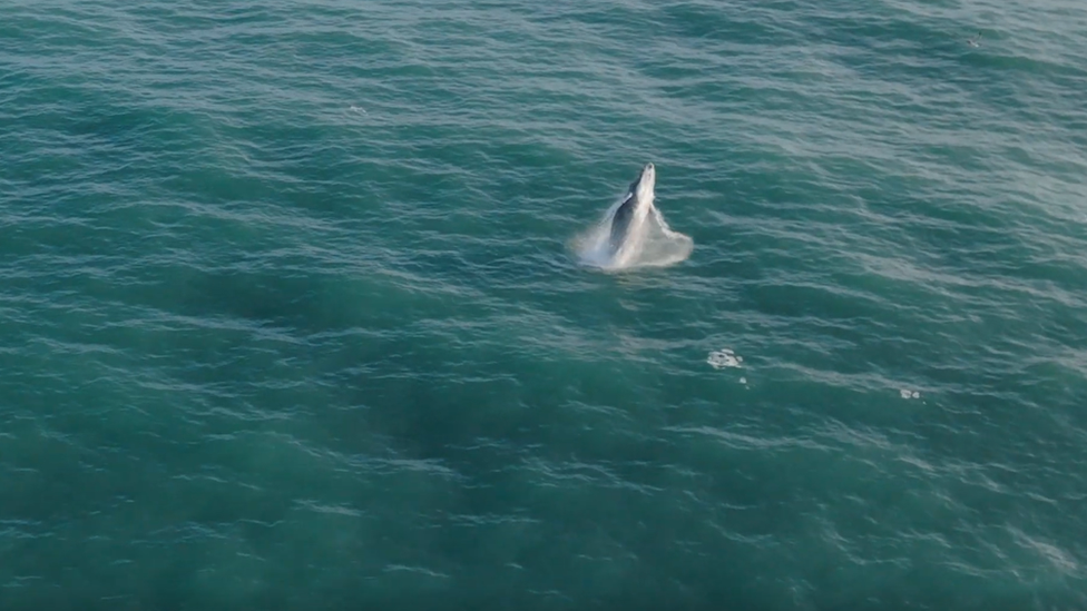 Humpback whale in Cornwall