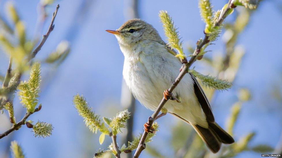 Willow warbler in a tree