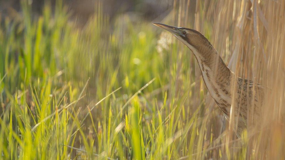 Bittern.