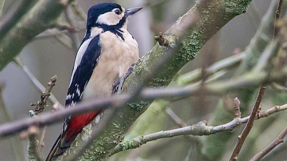 Great Spotted Woodpecker