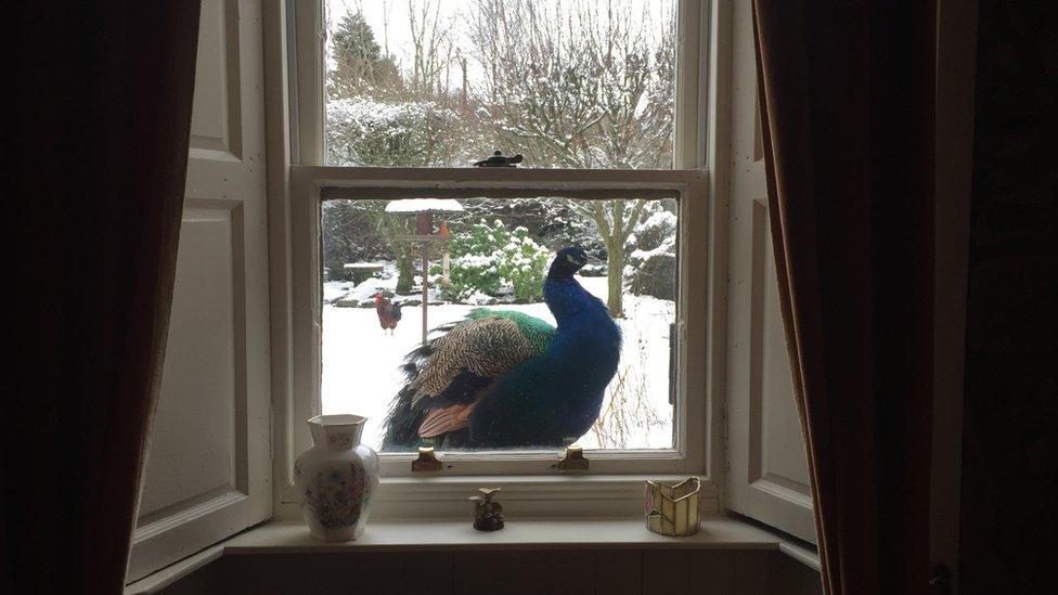 A peacock on the windowsill