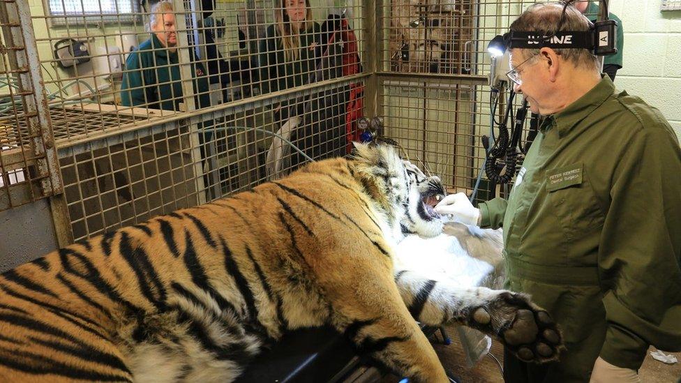 Dr Kertesz looks into Budi's mouth