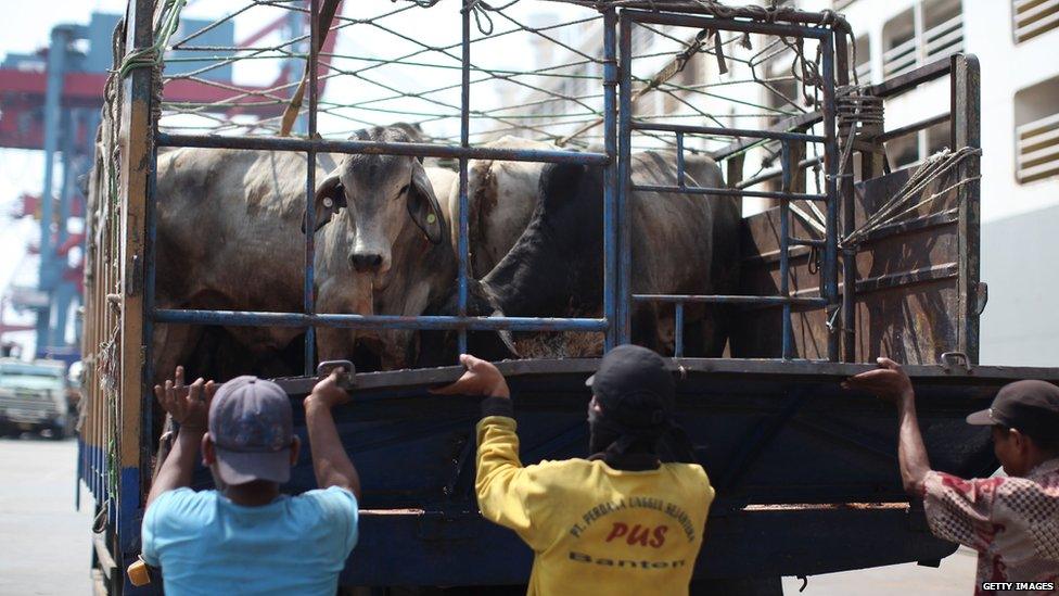 Cattle from Australia are unloaded at Tanjung Priok Port on July 30, 2013 in Java, Indonesia.