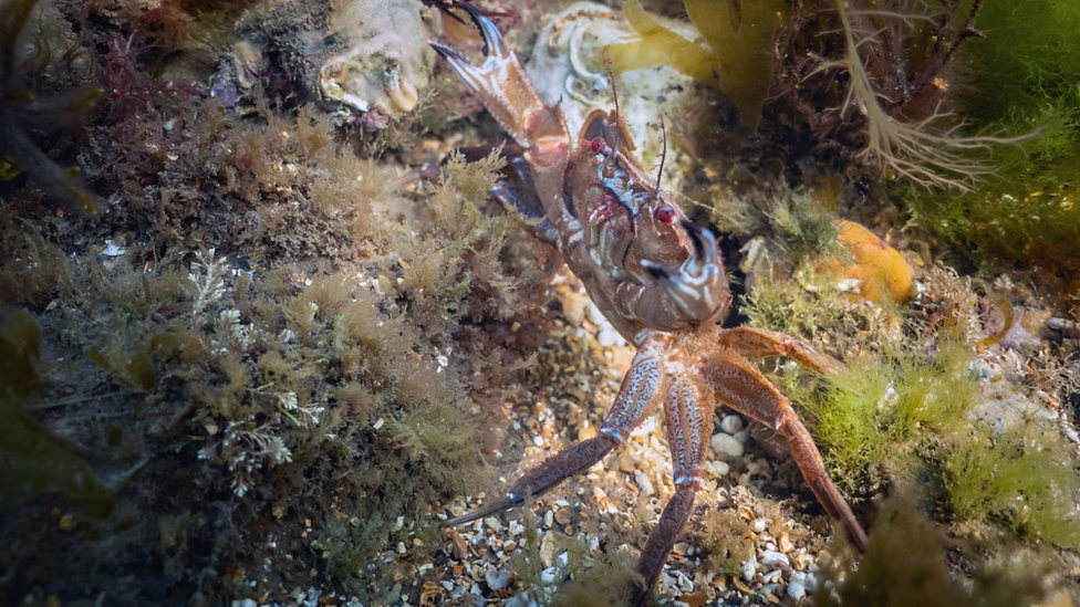 Crab underwater