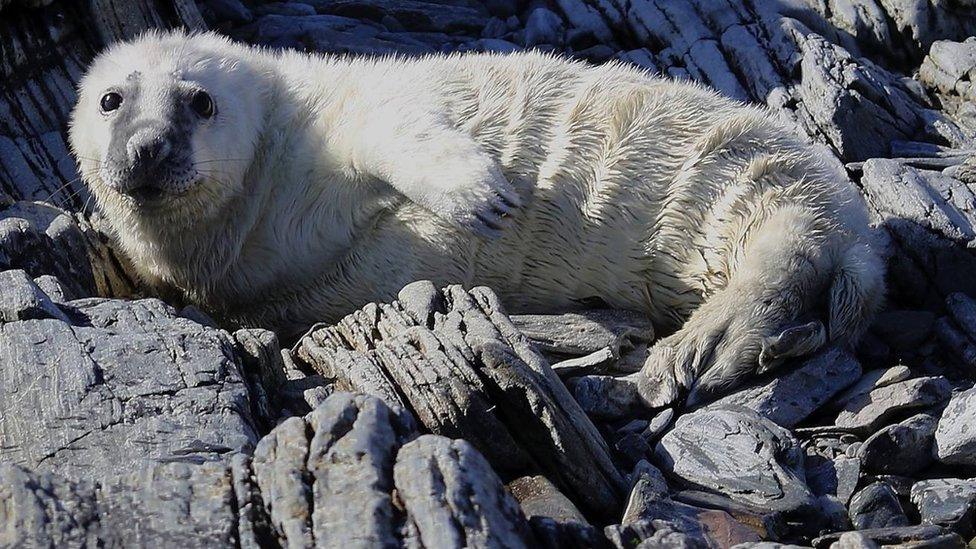 Seal pup