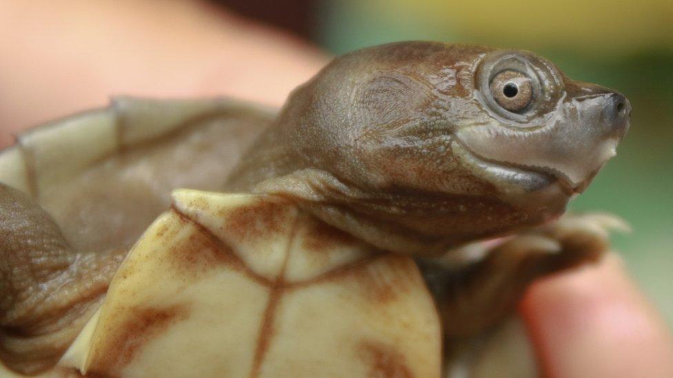 the Burmese roofed hatchling, also known as the smiling turtle