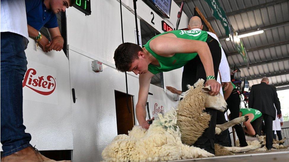 Sheep shearing