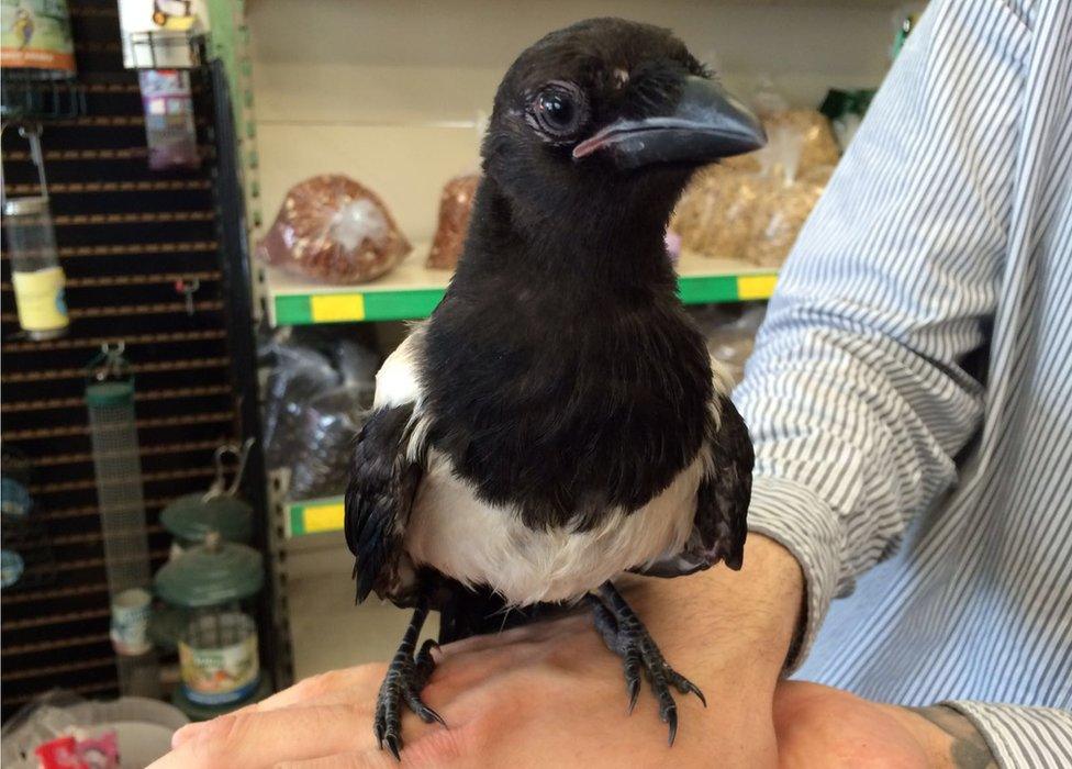 Pica the magpie