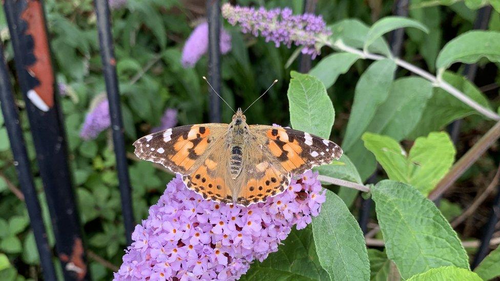 Painted lady butterfly