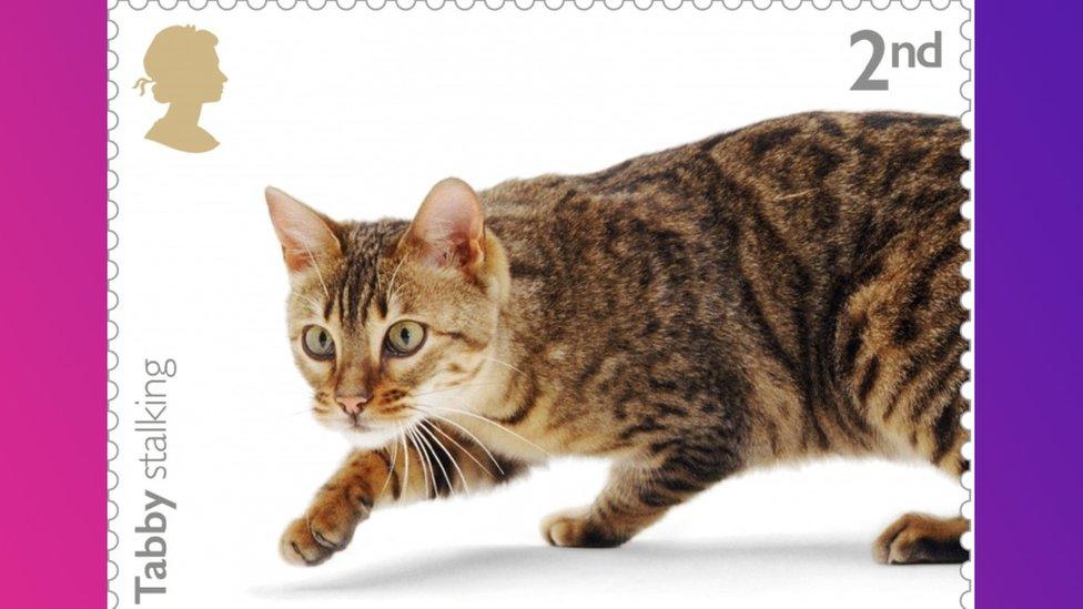 tabby