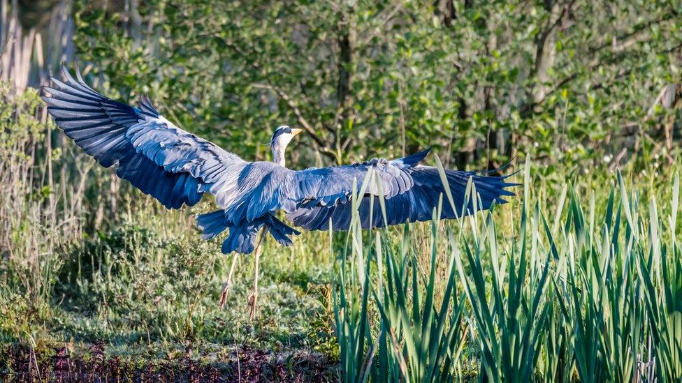 Grey Heron landing on far side of reserve at Pink Hill, Farmoor