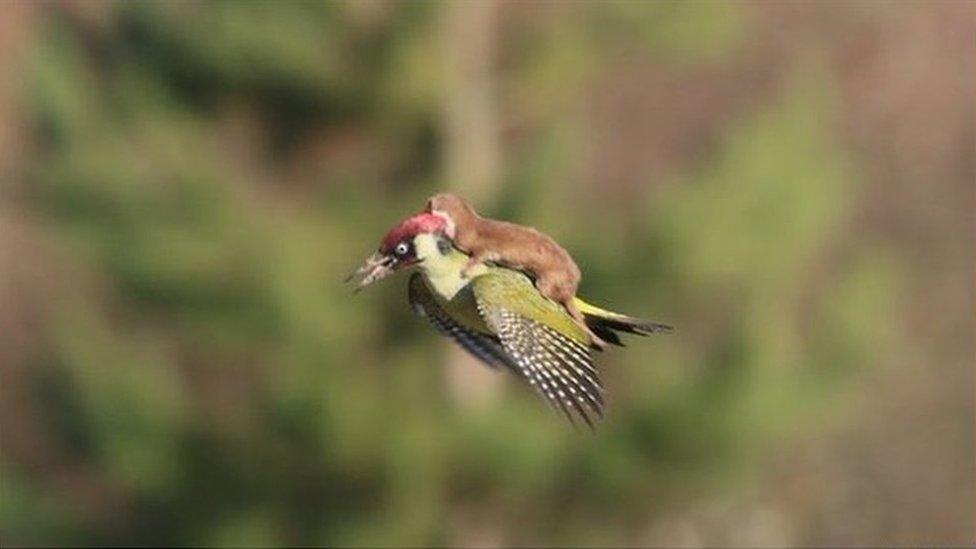 Weasel woodpecker