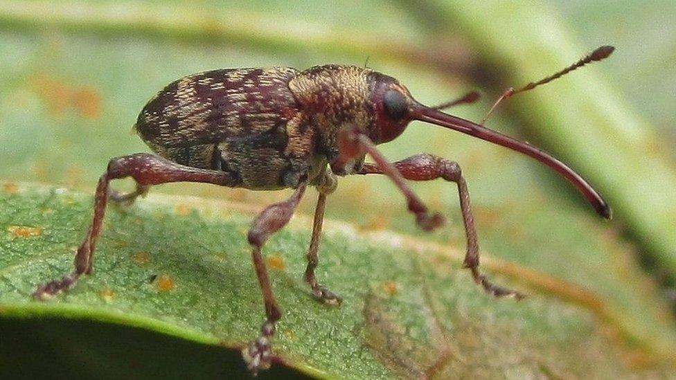 Curculio betulae weevil