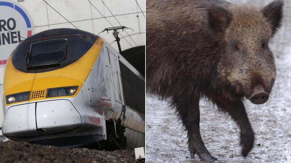 A Eurostar train and a wild boar