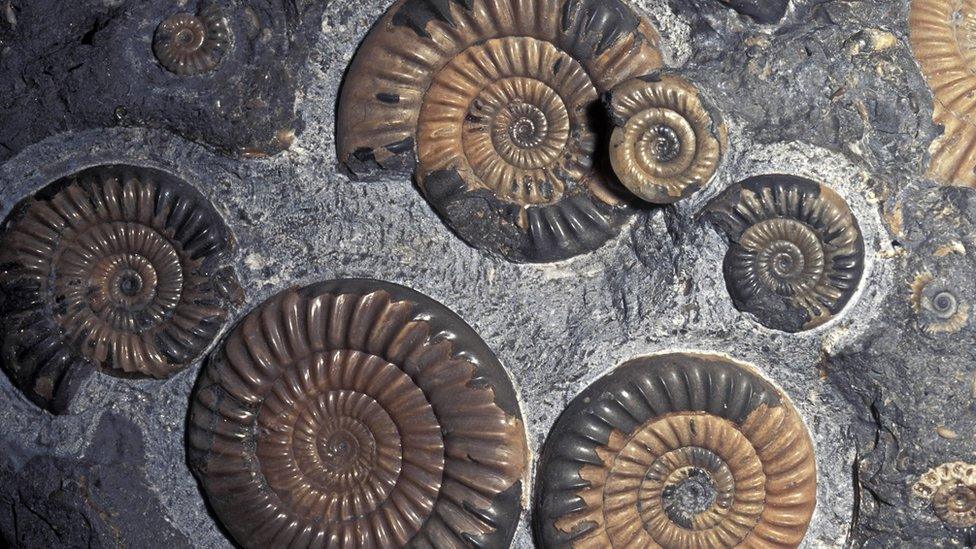 Fossilised shells in rock