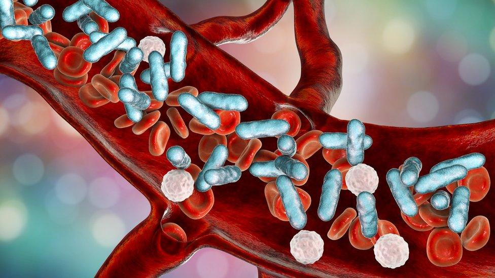 Illustration showing bacteria moving through the blood.