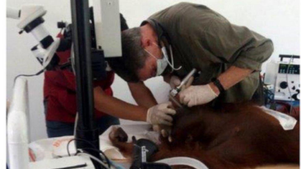 Aan the orangutan on the operating table